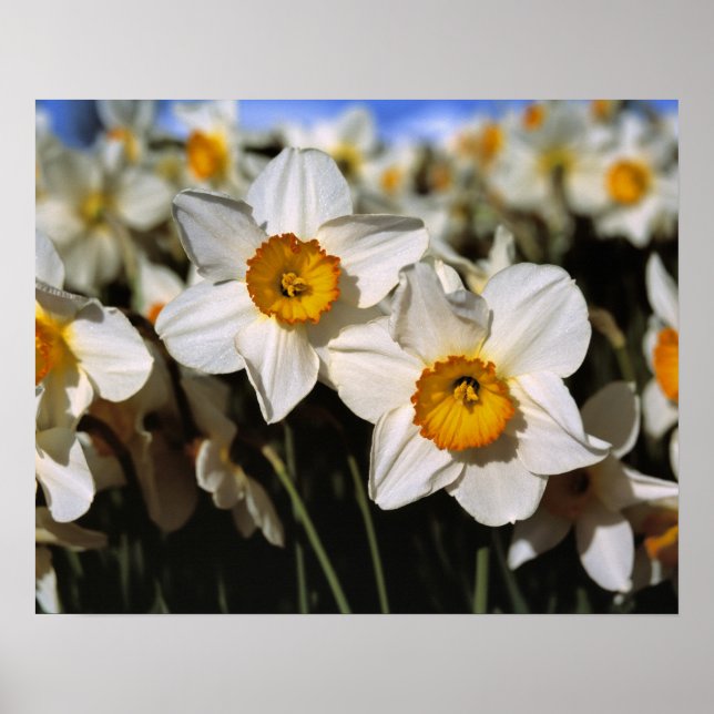 Póster EE. UU., Oregón, Valle de Willamette. Narcisos (Frente)