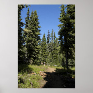 Póster EE.UU., Oregón, Willamette National Forest, otoño