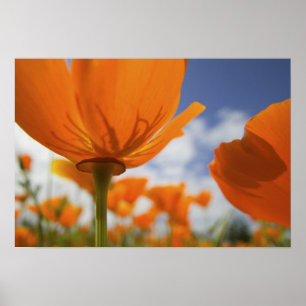 Póster EE.UU., Oregón, Willamette Valley, cerca de