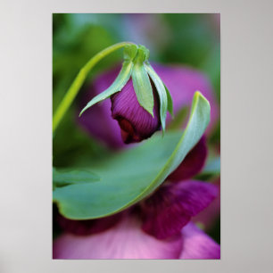 Póster EE.UU., Pennsylvania. Apertura del brote de flores