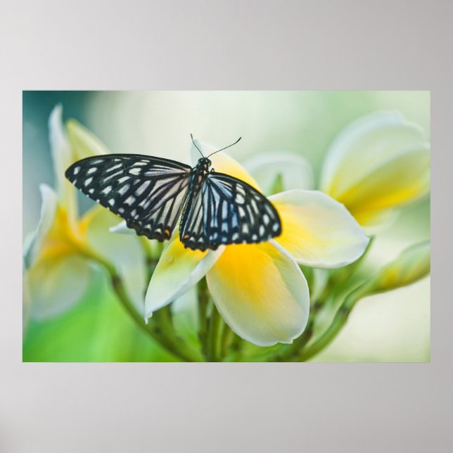 Póster EE.UU., Pennsylvania. Mariposa de cola tortuosa (Frente)