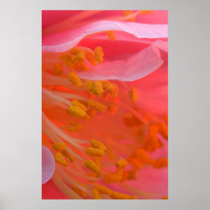 Póster EE. UU., Pensilvania. Flor de Camelia primer plano