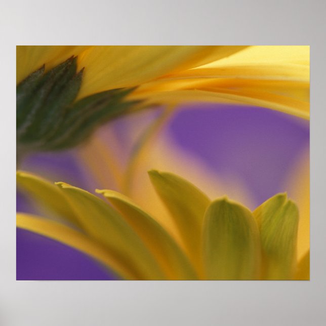 Póster EE. UU., Pensilvania. Gerbera amarillas, cerca (Frente)