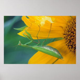 Póster EE. UU., Pensilvania. Mantis religiosa hembra