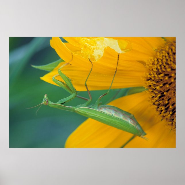 Póster EE. UU., Pensilvania. Mantis religiosa hembra (Frente)