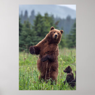 Póster EE.UU., sudeste de Alaska, oso pardo y cachorro