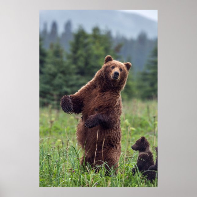 Póster EE.UU., sudeste de Alaska, oso pardo y cachorro (Frente)