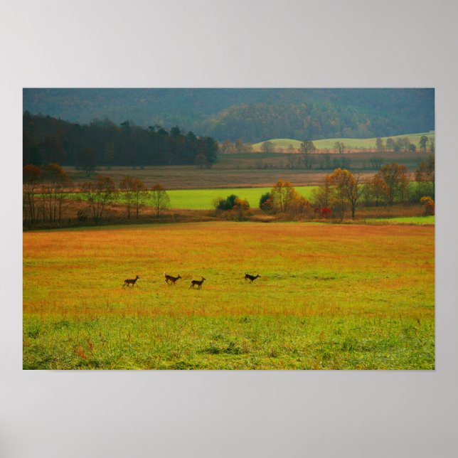 Póster EE.UU., Tennessee. Cades Cove En La Montaña Humean (Frente)