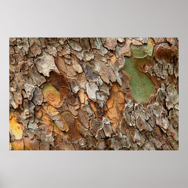 Póster EE.UU., Tennessee, Cierre De Barca En Un Árbol (Frente)