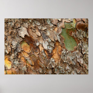 Póster EE.UU., Tennessee, Cierre De Corteza En Un Árbol