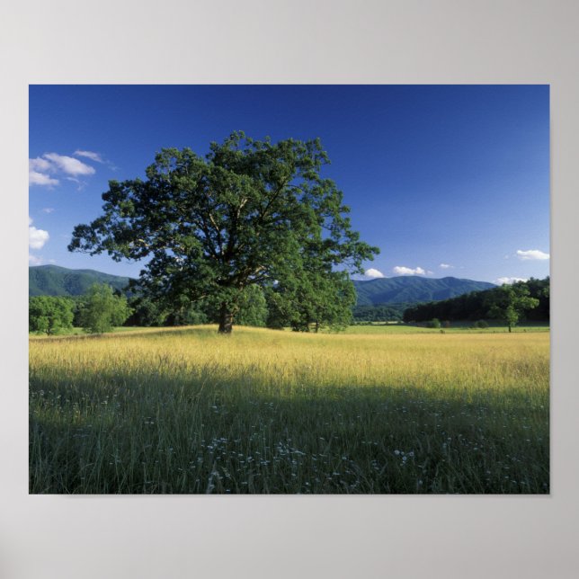 Póster EE. UU., Tennessee. Grandes Montañas Humeantes 2 (Frente)