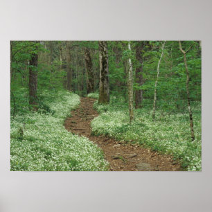 Póster EE.UU., Tennessee, Great Smoky Mountains NP, 3