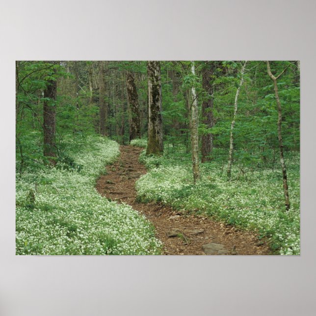 Póster EE.UU., Tennessee, Great Smoky Mountains NP, 3 (Frente)