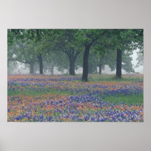 Póster EE. UU., Texas, Campo expansivo de Texas Hill Coun