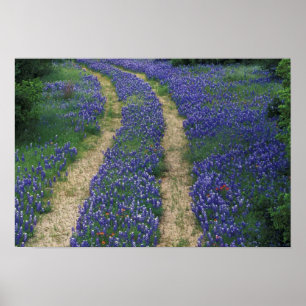 Póster EE. UU., Texas, cerca de Marble Falls, Pistas en a