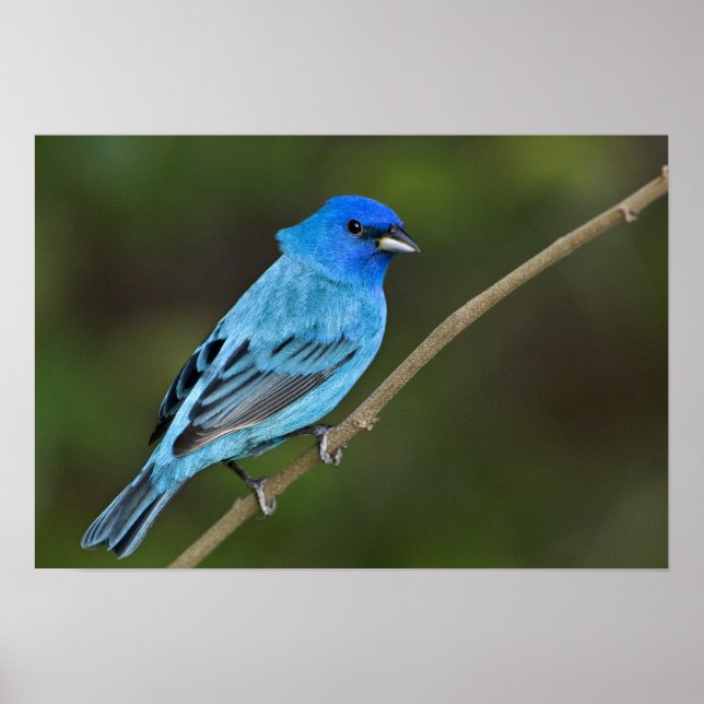 Póster EE.UU., Texas, Isla del Padre Sur (Frente)