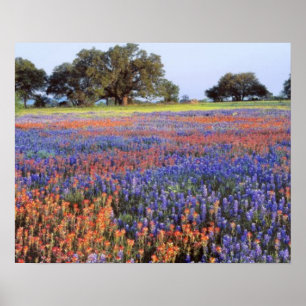 Póster EE. UU., Texas, Llano. Bluebonnets y redbonnets