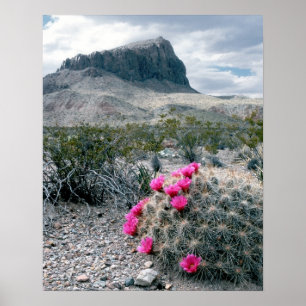 Póster EE.UU., Texas, Parque Nacional Big Bend. Florecer