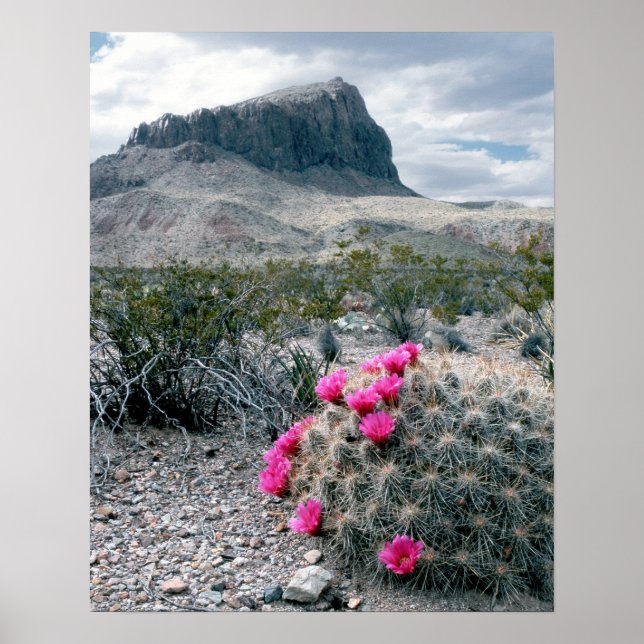 Póster EE.UU., Texas, Parque Nacional Big Bend. Florecer (Frente)