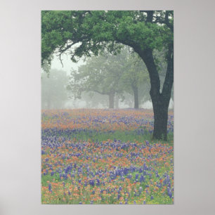 Póster EE. UU., Texas. Pincel de Texas y bluebonnets
