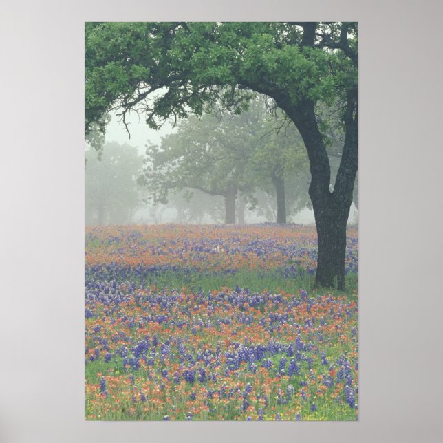 Póster EE. UU., Texas. Pincel de Texas y bluebonnets (Frente)