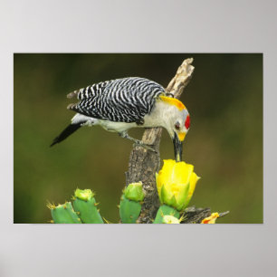 Póster EE.UU., Texas, Rio Grande Valley, McAllen. Hombre