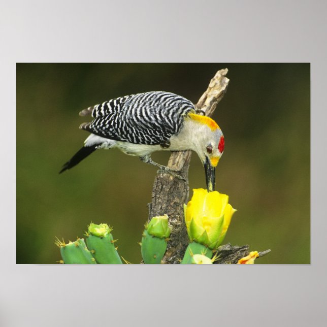 Póster EE.UU., Texas, Rio Grande Valley, McAllen. Hombre (Frente)