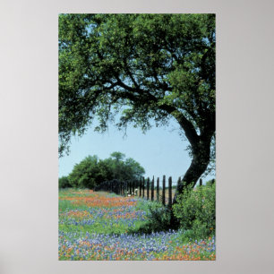 Póster EE. UU., Texas, Texas Hill Country Paintbrush y