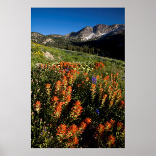 Póster EE. UU., Utah, Bosque Nacional Uinta-Wasatch-Cache