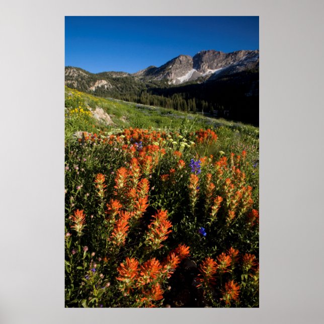 Póster EE. UU., Utah, Bosque Nacional Uinta-Wasatch-Cache (Frente)