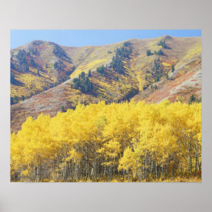 Póster EE. UU., Utah, Bosque Nacional Wasatch-Cache,