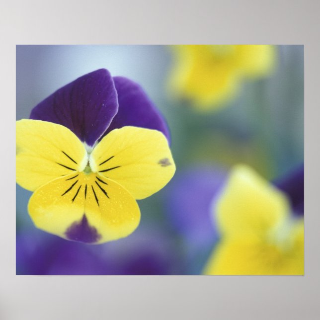 Póster EE.UU., Utah, Cache Valley Detail of a Johnny Jump (Frente)