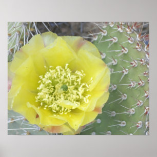 Póster EE.UU., Utah, Canyonlands, NP, Desert Pricky Pear