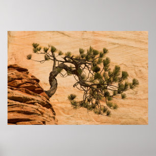 Póster EE. UU., Utah, Parque Nacional Zion. Pino