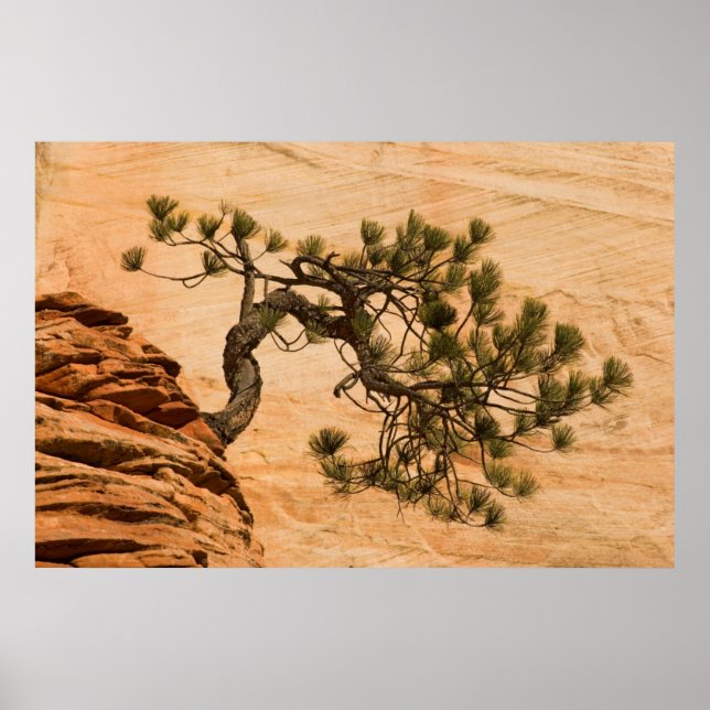 Póster EE. UU., Utah, Parque Nacional Zion. Pino (Frente)