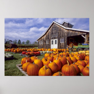 Póster EE.UU., Vermont, Shelbourne, Pumpkins