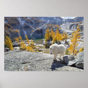 Póster EE. UU., WA, Alpine Lakes WIlderness Enchantments.
