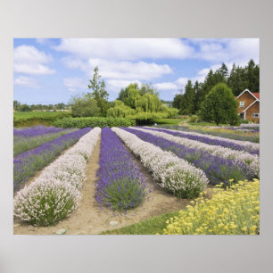 Póster EE.UU., WA, Sequim, Granja de lavanda de niebla p