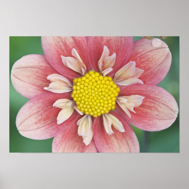 Póster EE. UU., Washington, Bellevue, Jardín Botánico Bel (Frente)