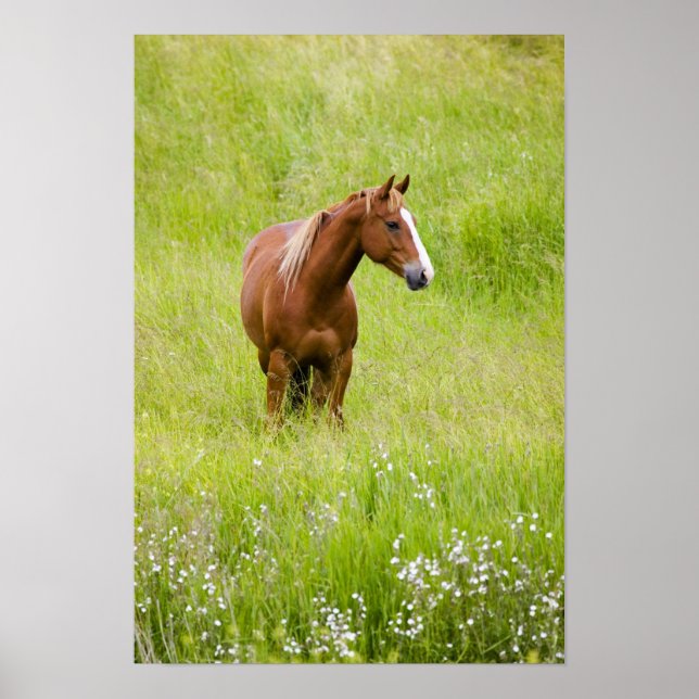 Póster EE.UU., Washington, caballo en el campo de primave (Frente)
