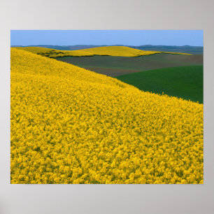Póster EE.UU., Washington, condado de Whitman, Palouse, C