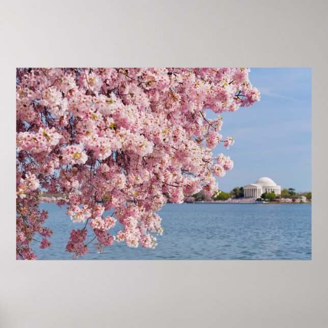 Póster EE.UU., Washington DC, árbol de cerezos (Frente)