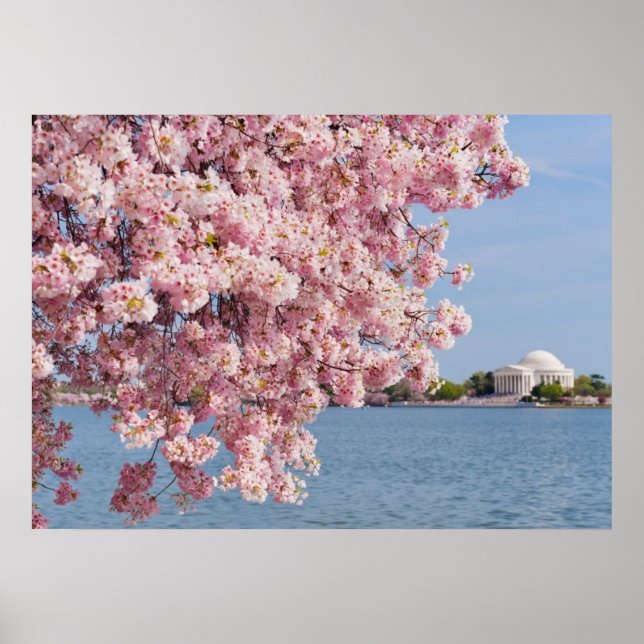 Póster EE.UU., Washington DC, árbol de cerezos (Frente)