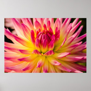 Póster EE. UU., Washington. Detalle de la flor de dalia