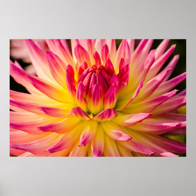 Póster EE. UU., Washington. Detalle de la flor de dalia (Frente)