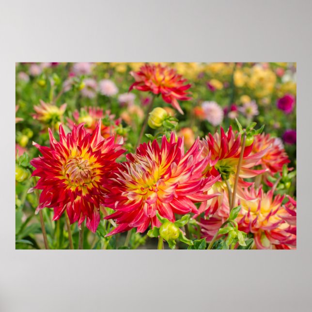 Póster EE. UU., Washington. Flores de dalia en jardín (Frente)