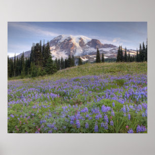Póster EE. UU., Washington, Mt. Rainier NP, Mt. Rainier y