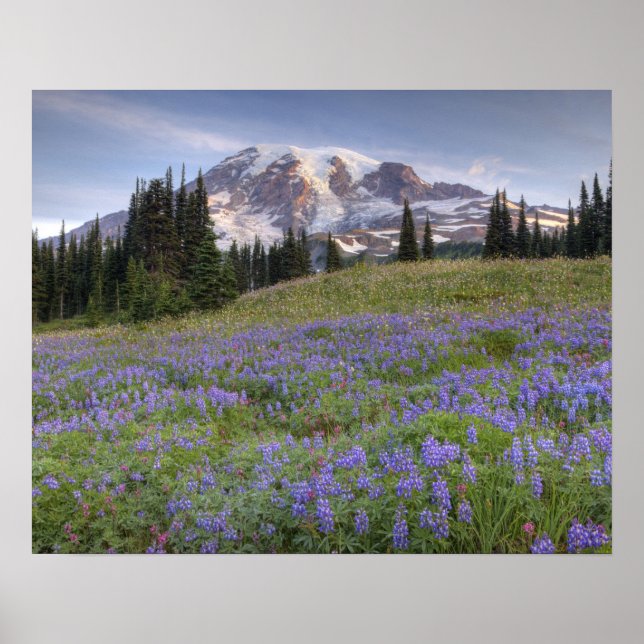 Póster EE. UU., Washington, Mt. Rainier NP, Mt. Rainier y (Frente)