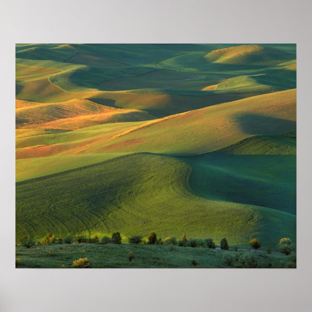 Póster EE.UU., Washington, Palouse, condado de Whitman (Frente)