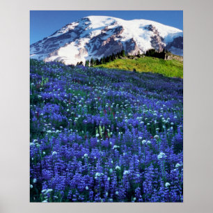 Póster EE. UU., Washington, Parque Nacional Mt. Rainier. 
